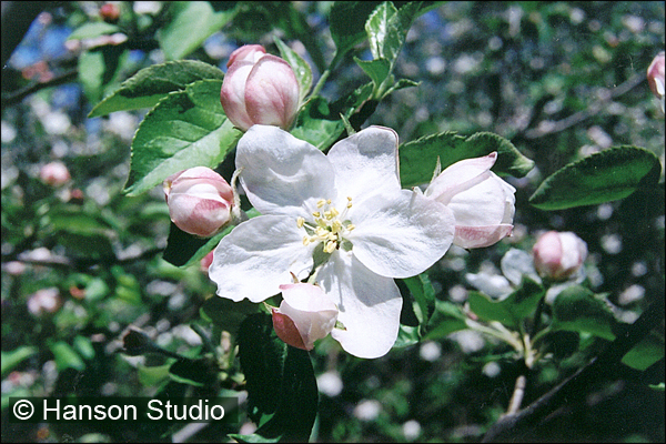 Apple Blossom